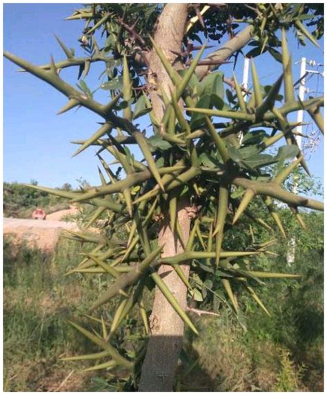 有尖刺的植物|农村常见的几种刺树（树枝上长刺的树名称及图片）